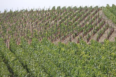 Privat halvdags champagnetur – 3 familjebesök på vingården