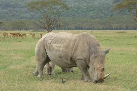 2 Days Lake Nakuru N/P