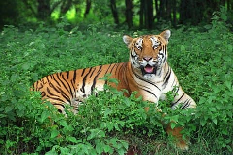 Bhubaneshwar til Bhitarkanika og Similipal Tiger Reserve Tour