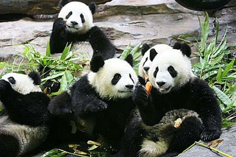 Guangzhou Chimelong Safari Park Privérondleiding