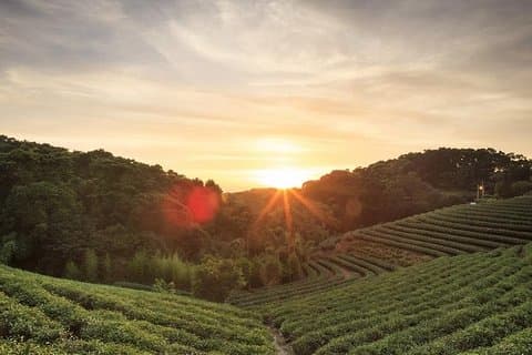 Kiambethu Tea Farm heldagstur fra Nairobi med frokost