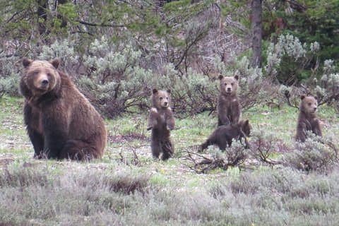 Yellowstone National Park - Lower Loop-tour van een hele dag vanuit Jackson