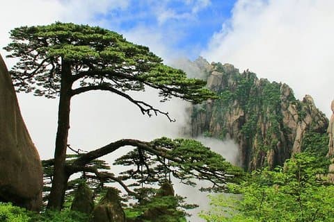 3-dagars Huangshan och Hangzhou privat tur från Shanghai med Bullet Train