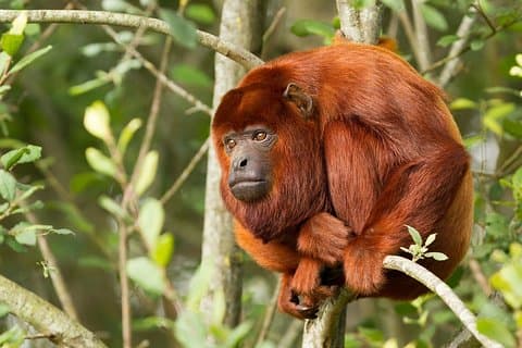Eventyr i Tambopata-jungelen
