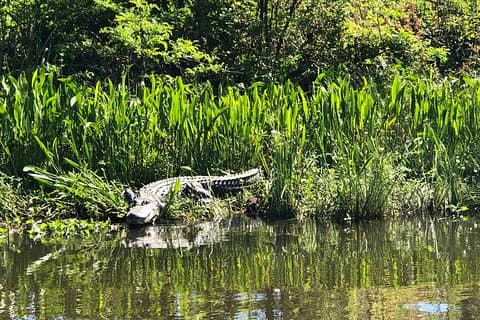 Highlights of New Orleans: City and Swamp Combo Tour