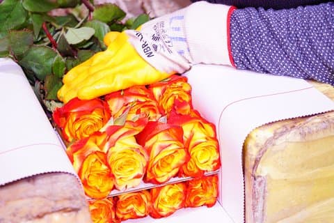 Roses et équitation (excursion privée d'une journée au départ de Quito)