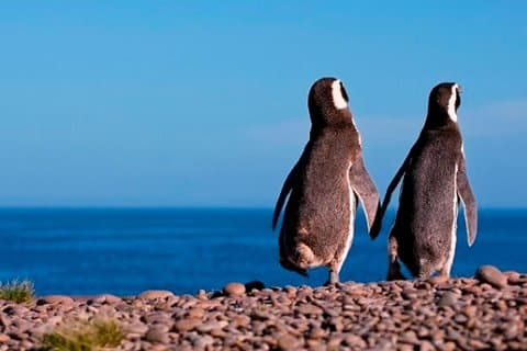 Punta Tombo e seus pinguins - Puerto Madryn