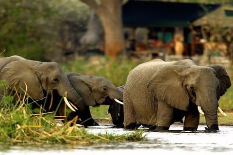 24 Hours in Johannesburg - Safari with the Big Five