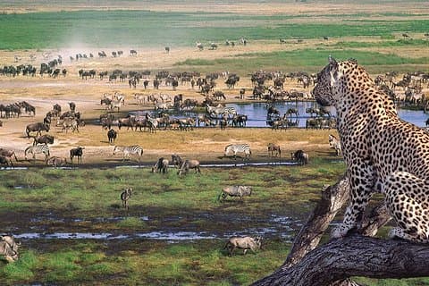 8 Days 7 Nights Tanzania Wildlife & Culture Lodge Safari