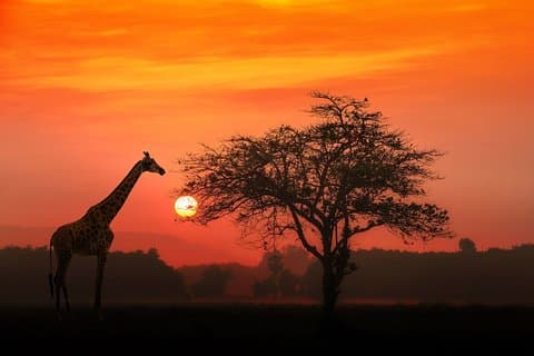 4-daagse basissafari met Serengeti, Ngorongoro en Tarangire