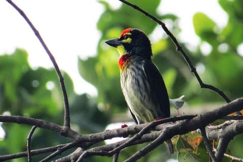 Caminata de observación de aves en el humedal Thalangama desde el monte Lavinia
