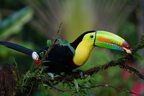 Puerto Limón's Historical Treasures: A Private Walking Tour