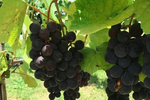 Art of Wine - Rejs gennem den såkaldte vinrute, der besøger forskellige vingårde