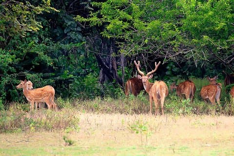 Safari au parc national de Kumana