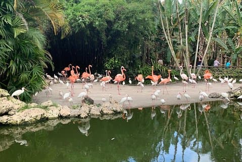 Hoppa över linjen: Flamingo Gardens tillträdesbiljett i Fort Lauderdale
