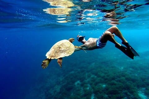 Visite du paradis d'Akumal Nager avec les tortues et les anciennes ruines de Tulum. Déjeuner inclus
