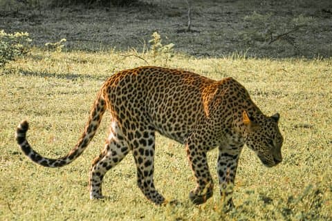Inträdesbiljett till Yala nationalpark med privat safari