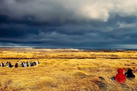 King Penguin Park from Punta Arenas