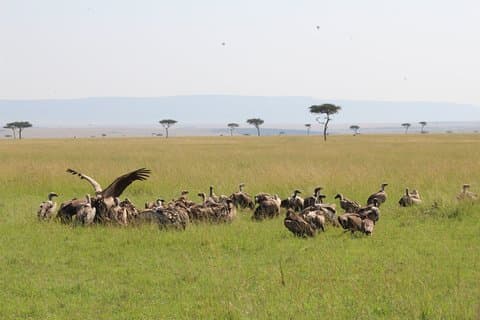 Safari di 4 giorni al cratere di Ngorongoro e al Serengeti