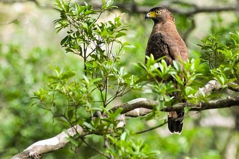 Vogels kijken en Wildlife Tour (6 dagen)