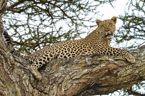 Tour di 4 giorni al lago Manyara, al cratere di Ngorongoro e al Tarangire