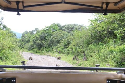 7-dages tur i Lake Manyara, Serengeti Plains, Ngorongoro Crater og Tarangire