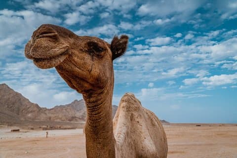 De Sharm El Shiekh: balade à dos de chameau avec dîner