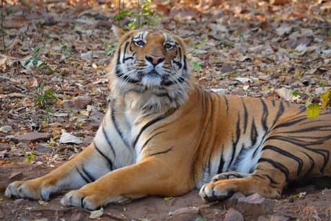 Nachlass des Tigers & Tempel