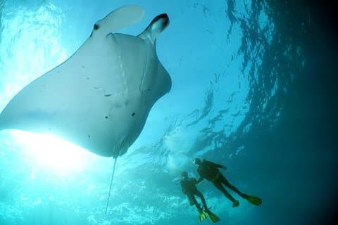 Scuba Diving Nusa Penida Manta Point 3 dives for certified divers