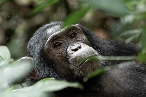 Tour clásico de 11 días por la vida salvaje de Uganda