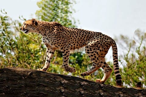 8 Tage Spielabenteuersafari Kidepo Valley National Park und Sipi Falls