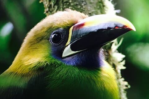 Small Groups Birding at Monteverde Cloud Forest