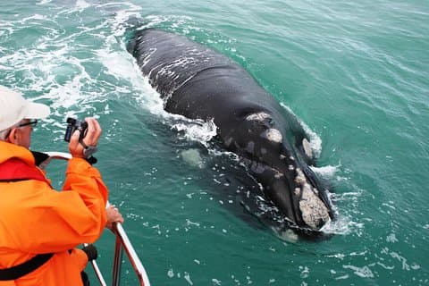 Avistamiento de ballenas en barco