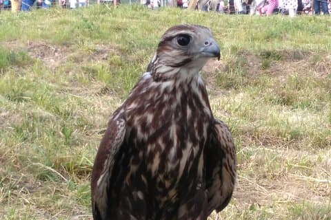 ホタリッチ要塞セルフガイド