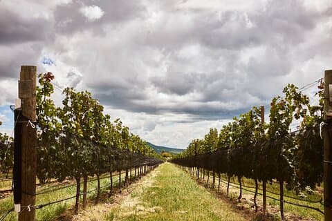 Private wine tasting & wine pairing tours