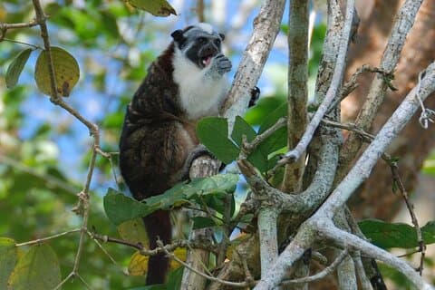 Tour en barco por el Canal de Panamá a las islas Monos y Perezosos