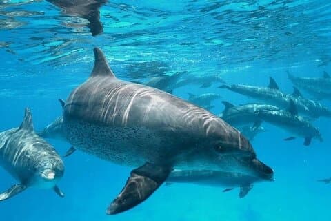 シュノーケリングと島を巡るイルカウォッチング旅行