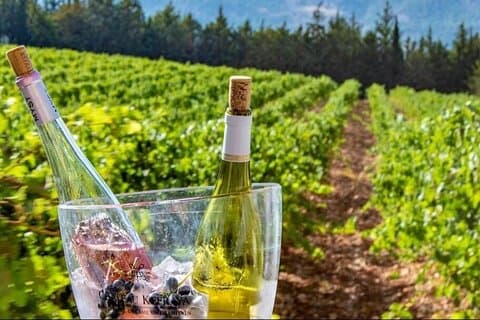 Visite privée des vins de la Bekaa | 3 vignobles · St Thomas, Kefraya et Ksara