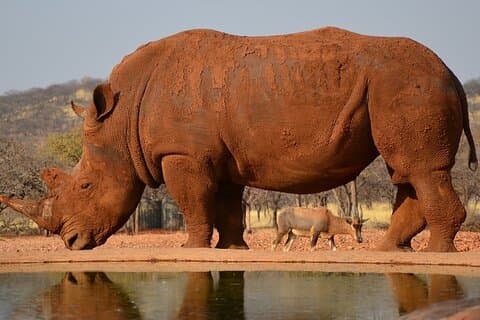4 Day Etosha and Swakopmund Lodging