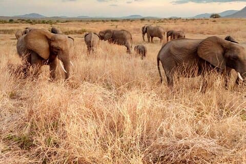 Kilimahewa safari vol en echt wild