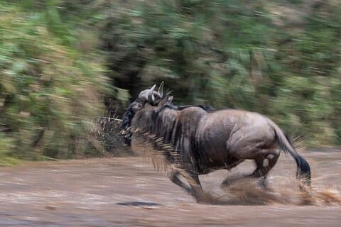 5 days Masai Mara Wildebeest migration safari
