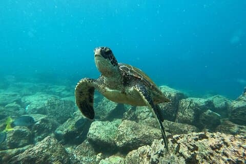 Day Tour to Floreana Island with Snorkeling and Fishing