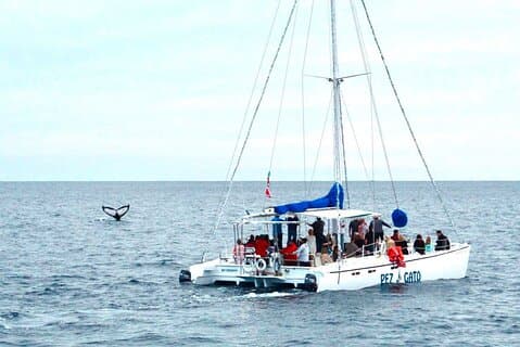 Hvalsafari i Los Cabos