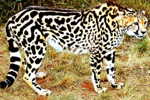 Ann de-wildt cheetah-turné