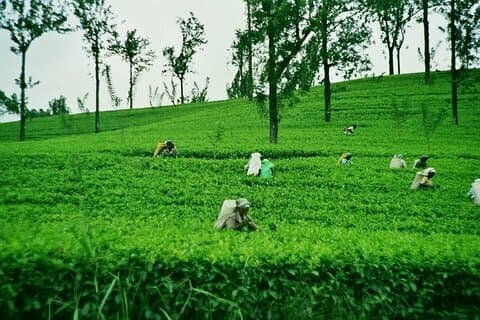 Privat Nuwara Eliya-dagstur fra Kandy med henting