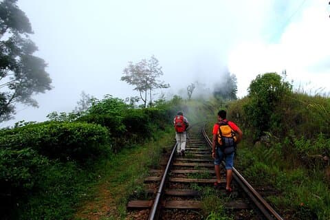 Haputale Tea Estate Walking Tour From Ella