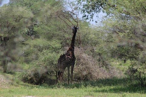 4-dages safari i Tarangire, Serengeti og Ngorongoro (mellemklasse)
