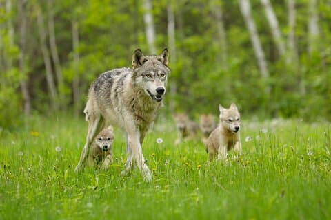 Yellowstone en Grand Teton National Parks Wildlife Adventure (2 dagen/1 nacht)