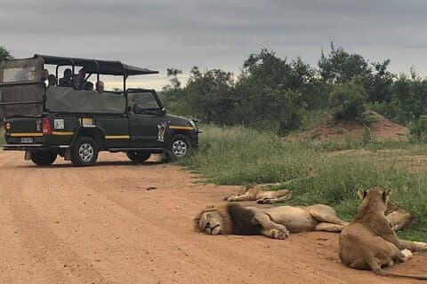 Full Day Kruger National Park Game Drive