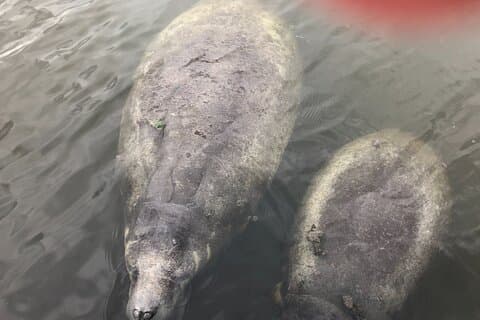 Brevard County turer, delfin og manatee turer i Palm Bay, FL
